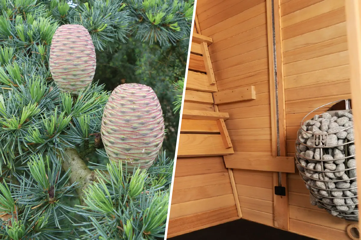 Loại gỗ tốt nhất cho phòng xông hơi: Hướng dẫn toàn diện về 9 loại gỗ phổ biến nhất